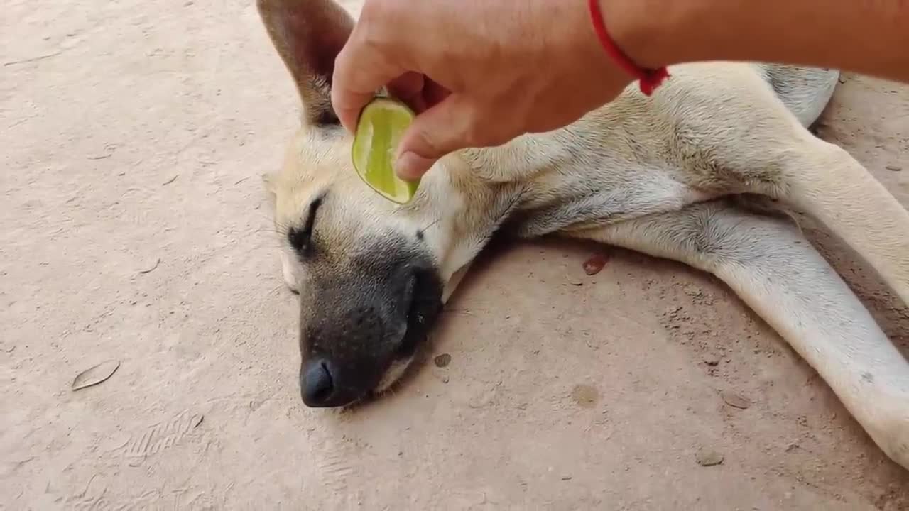 Wow Amazing!!! Lemon Prank Dog So Funny Try To Stop Laugh