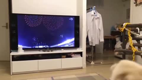 The best videos of dogs barking, the sound of dogs barking - funny dogs 🤣🤣🤣🤣🤣