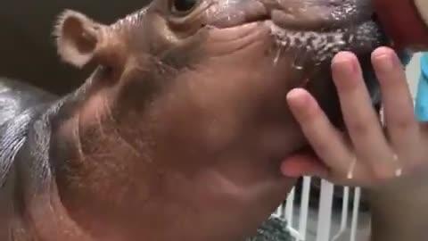 Look in video funny animals