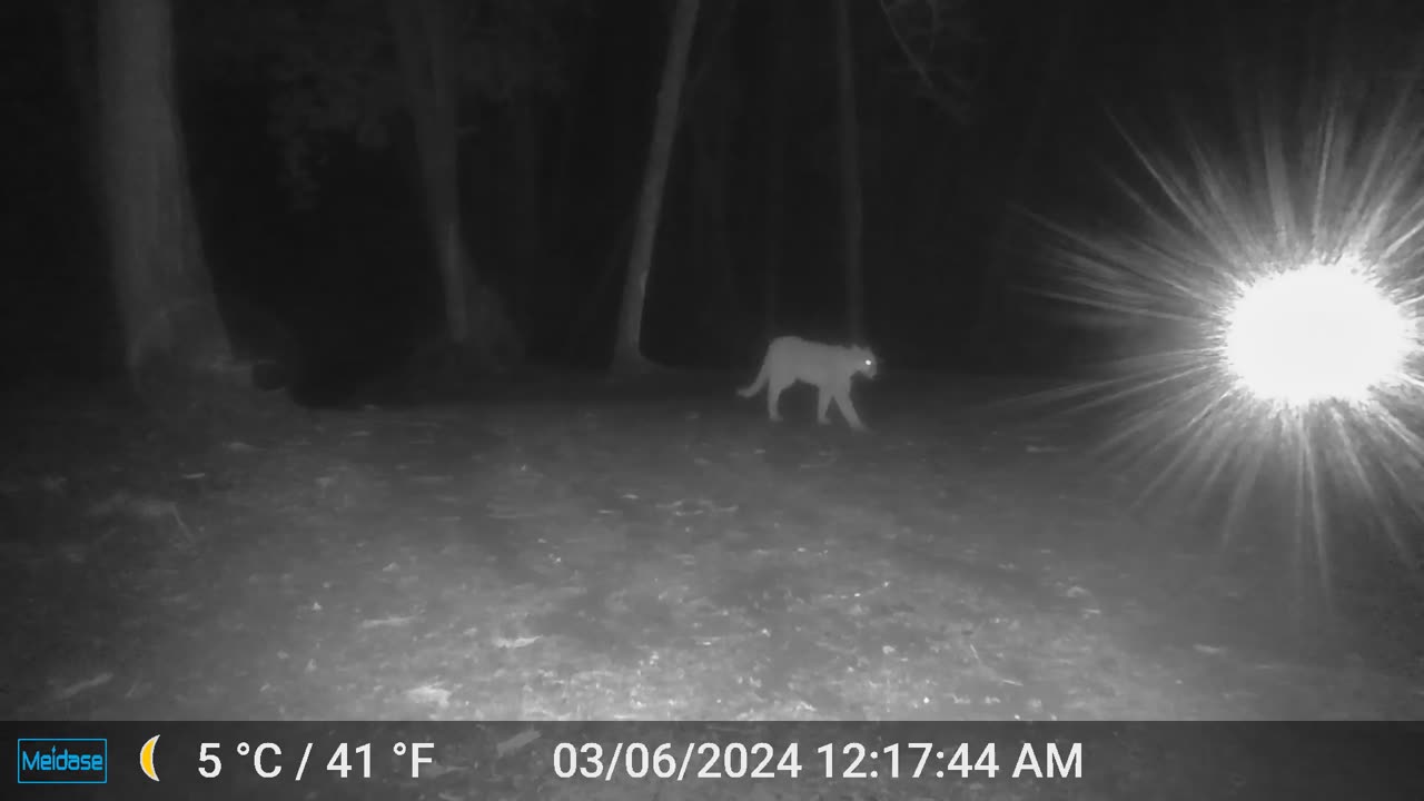 Mountain Lion Through the Campsite