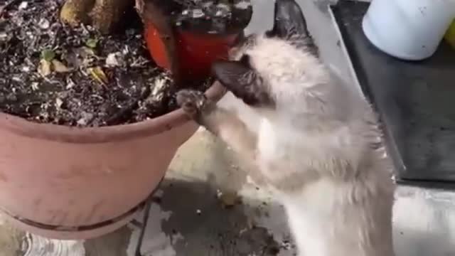 beautiful cat playing with water