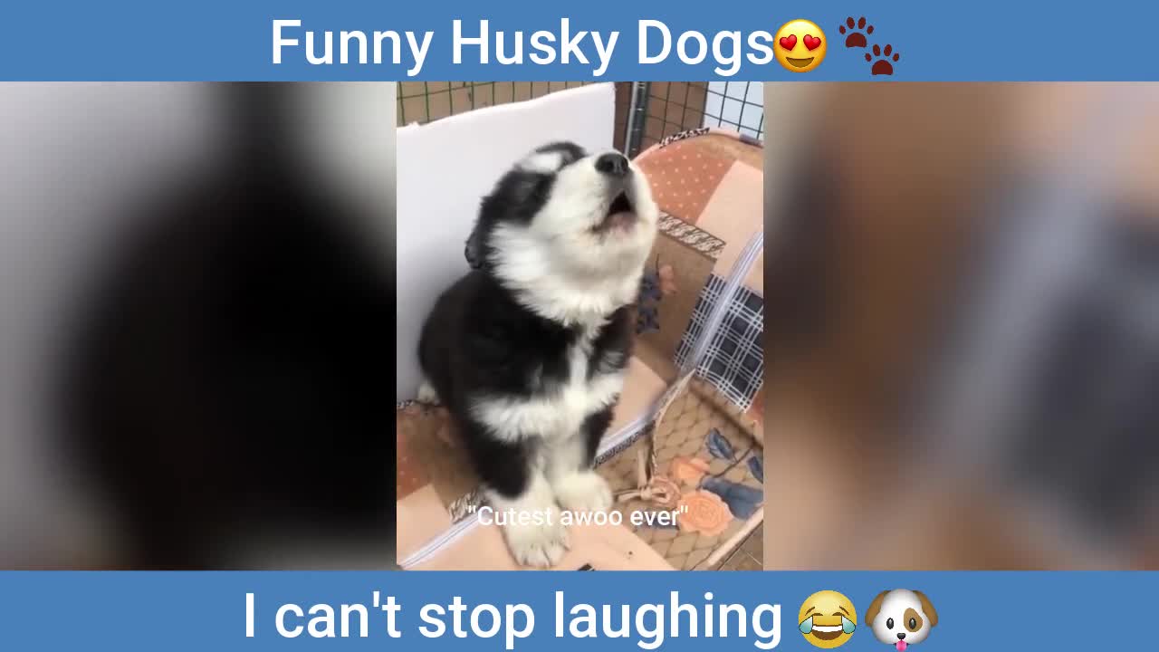 Husky🐕 saying I Love❤ You