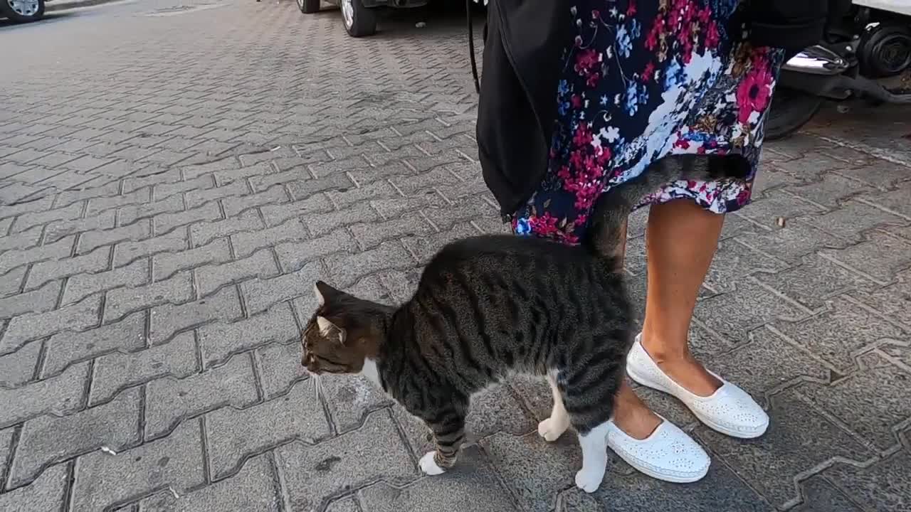 Nervous cat meows loudly and says: Don't pet me, only I can pet you