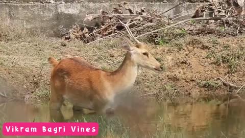 Cute Lion funny video