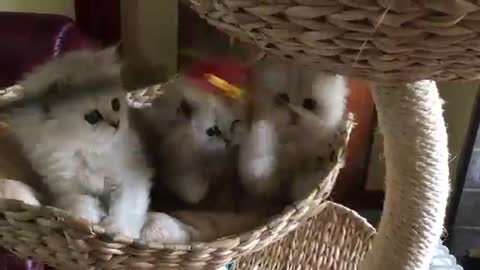 Baby and cat meet