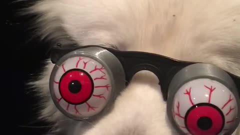 Silly Samoyed shows off googly eye glasses