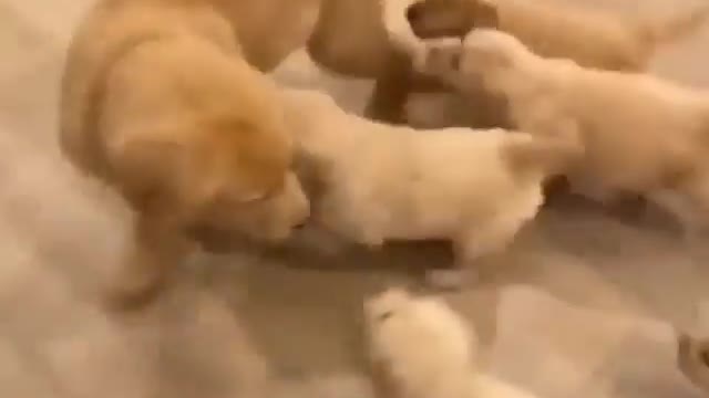 so cute to see a bunch of puppies after his mother