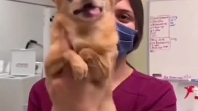 Puzzling behavior of dogs