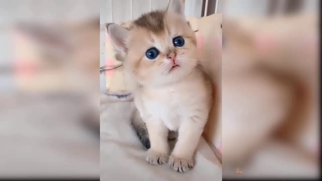 Comedy cat video