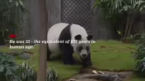 An An, the World’s Longest-Living Male Giant Panda In Captivity, Has Died