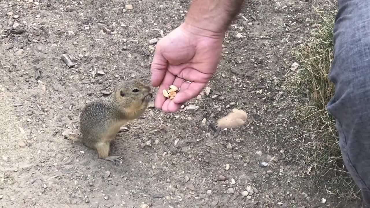 Friendly Canadian Prairie Dog