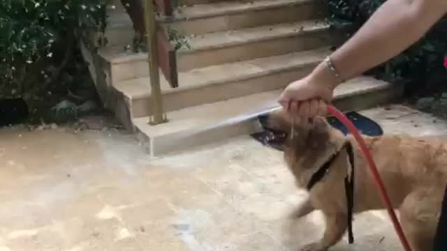 Golden retriever Dog playing with water