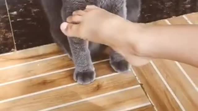 Cat goes almost knock-out after touching his feet.