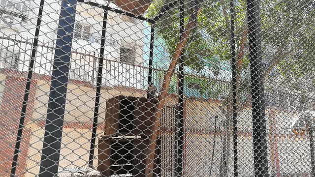 Boy Calling Out Chlorocebus aethiops In Zoo