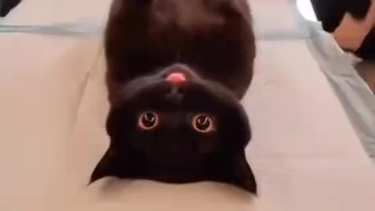 Cat With No Problems