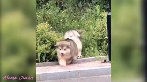 Baby Alaskan Malamute