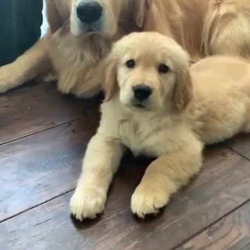 The dog is playing and cuddling his young son. In the owner's house. Fun too