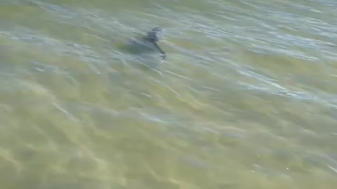 Shark eating