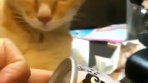 Cute cat wakes up to the sound of opening can