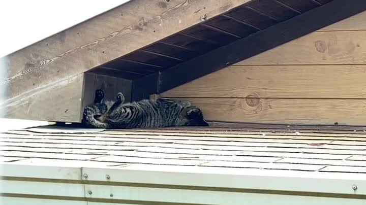 Cat sleeping on the roof