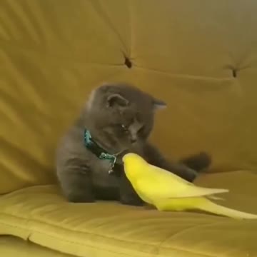 An unlikely friendships 💛