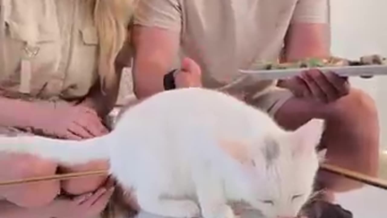 Feeding A Cat $10 Vs $10,000 Sushi