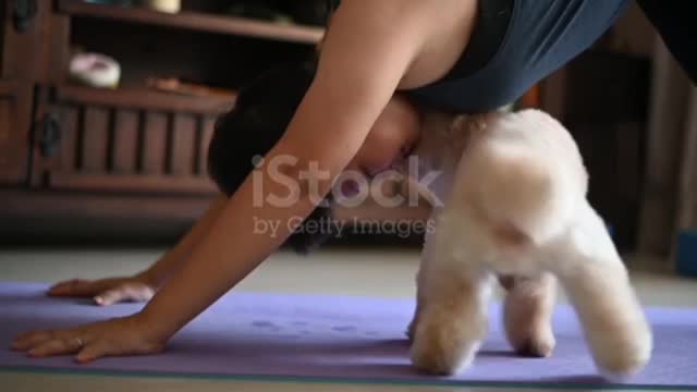 An chinese practicing yoga exercising toy poodle disturbing her seeking attention distracting😍