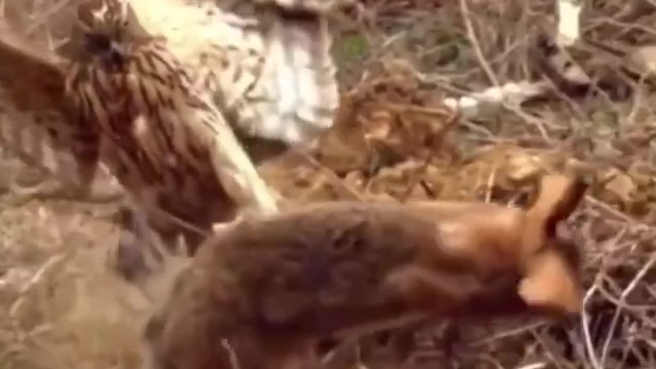 Escape from death