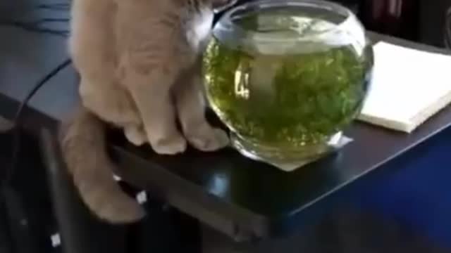 Cat funny videos