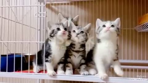 So nice and cute kittens.How much beautiful are they