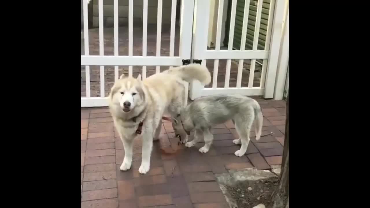 Cute Baby Husky Walks Mama Husky On Leash😂