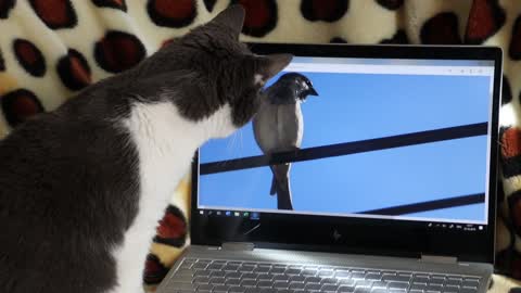 funny cat messing around on notebook watching little bird