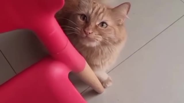 ments Viral Clips #shorts Video😂_ #trending #animals #funny #reels