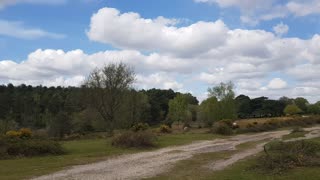 New forest. Hampshire uk.