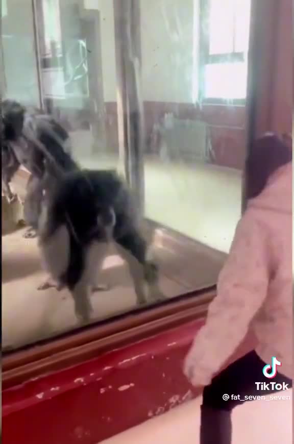 Me and Gorilla dancing challenge funny tiktok video