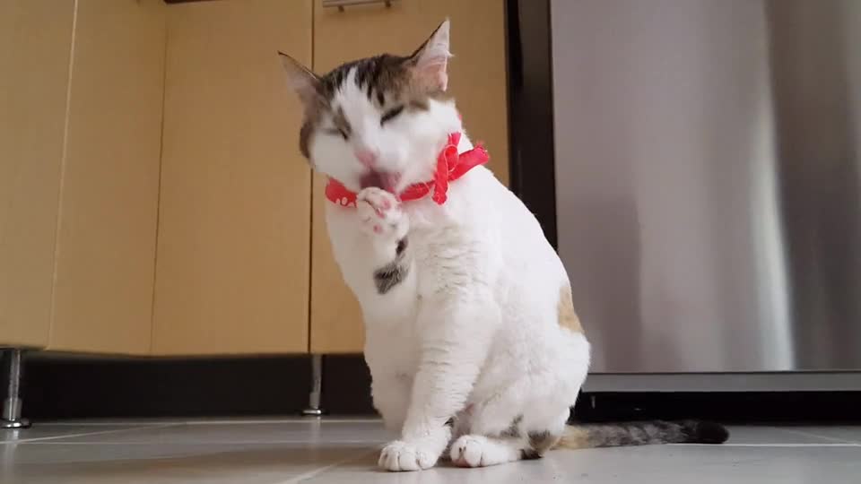 Watch the cat having fun, playing and laughing
