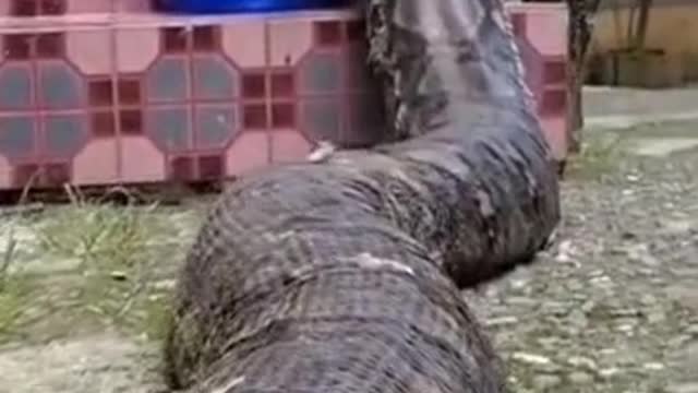 🐍 Big sausage is not looking for easy ways