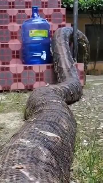 🐍 Big sausage is not looking for easy ways