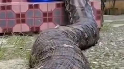 🐍 Big sausage is not looking for easy ways