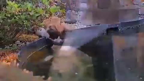 Cat koi fish pond