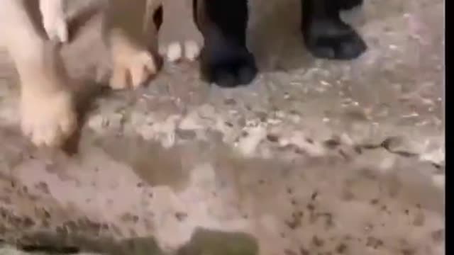 Cute puppies being friends.......