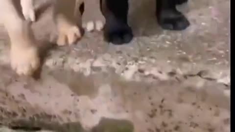 Cute puppies being friends.......