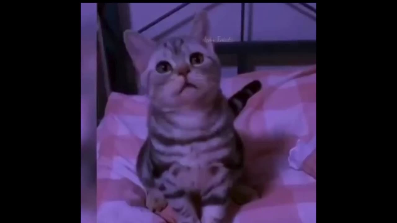 Funny Video Cat Videos Cat life funny, Animal