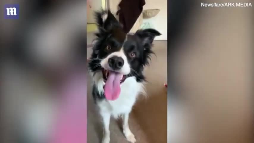 Dog Audition