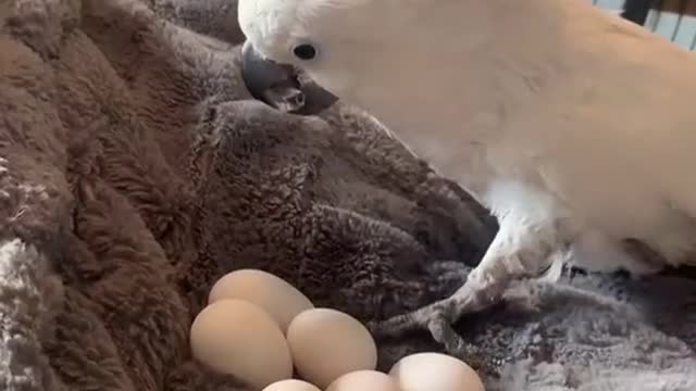 Cockatoo Proud of Her Egg Collection