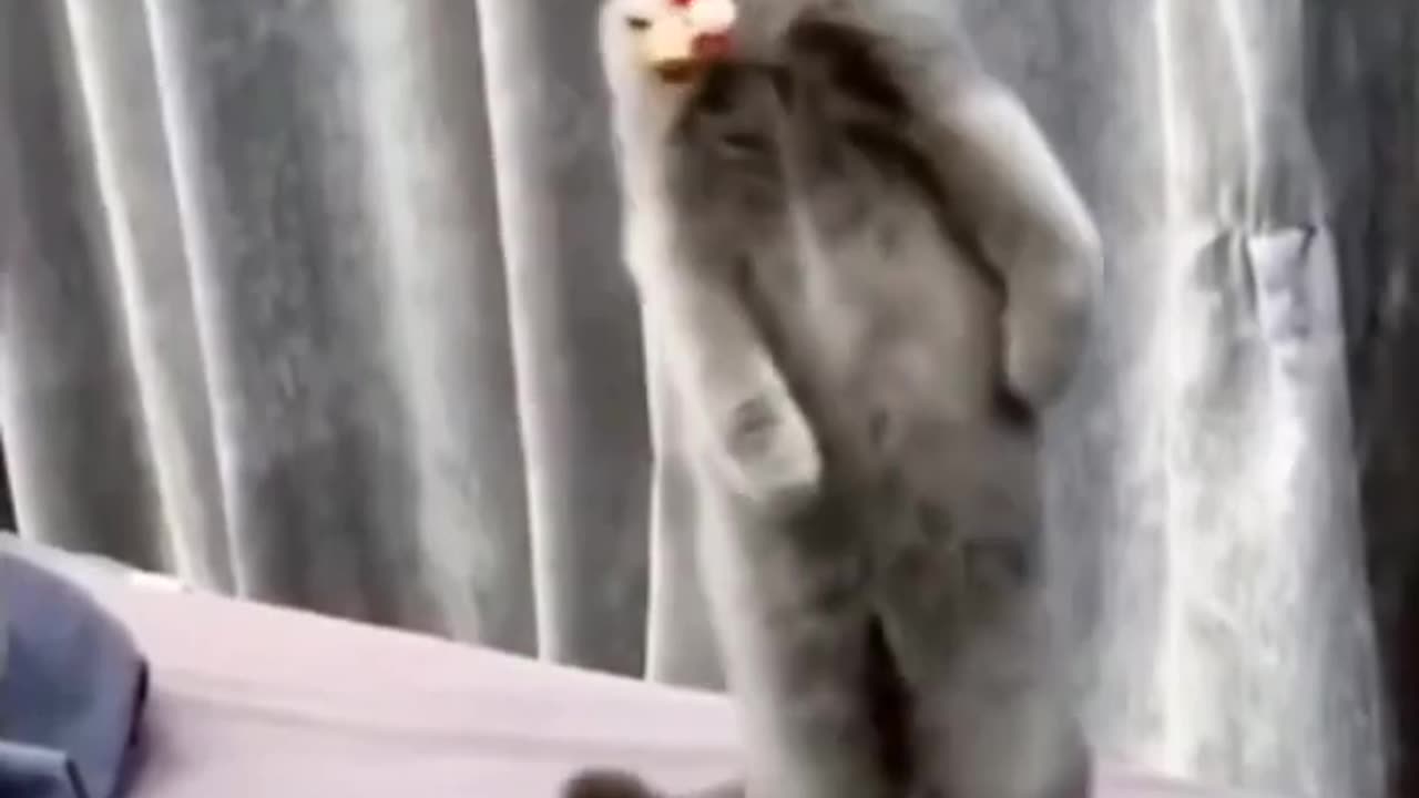 funny cat videos chicken video 🤣🤣 funny animal movements viral shorts video