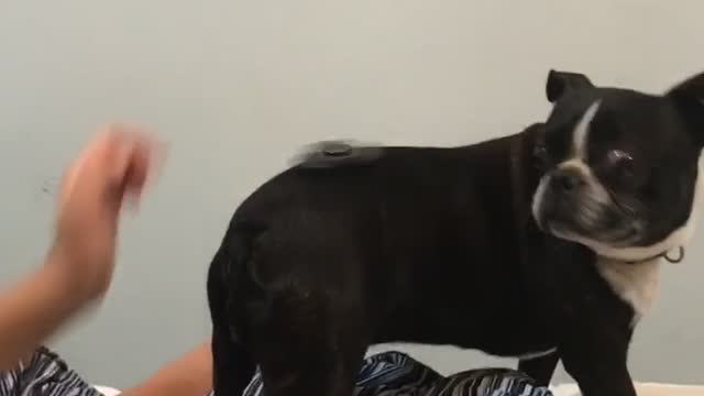 Fidget spinner spinning on black pugs back