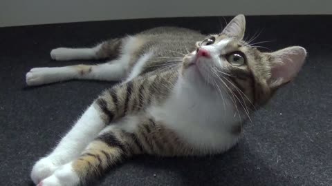 Adorable Little Cat Talks and Hisses at Toy