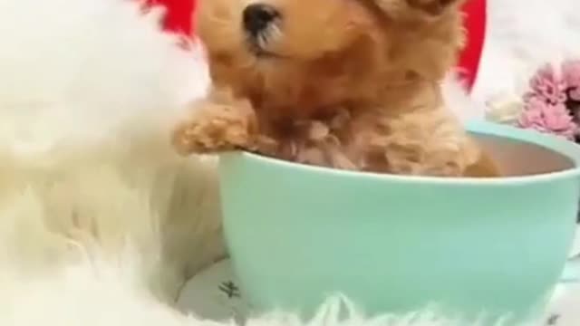 Funny Pets / Funny Animals / Funny Baby / Funny Dogs / Funny Cats / #Shorts#Pets