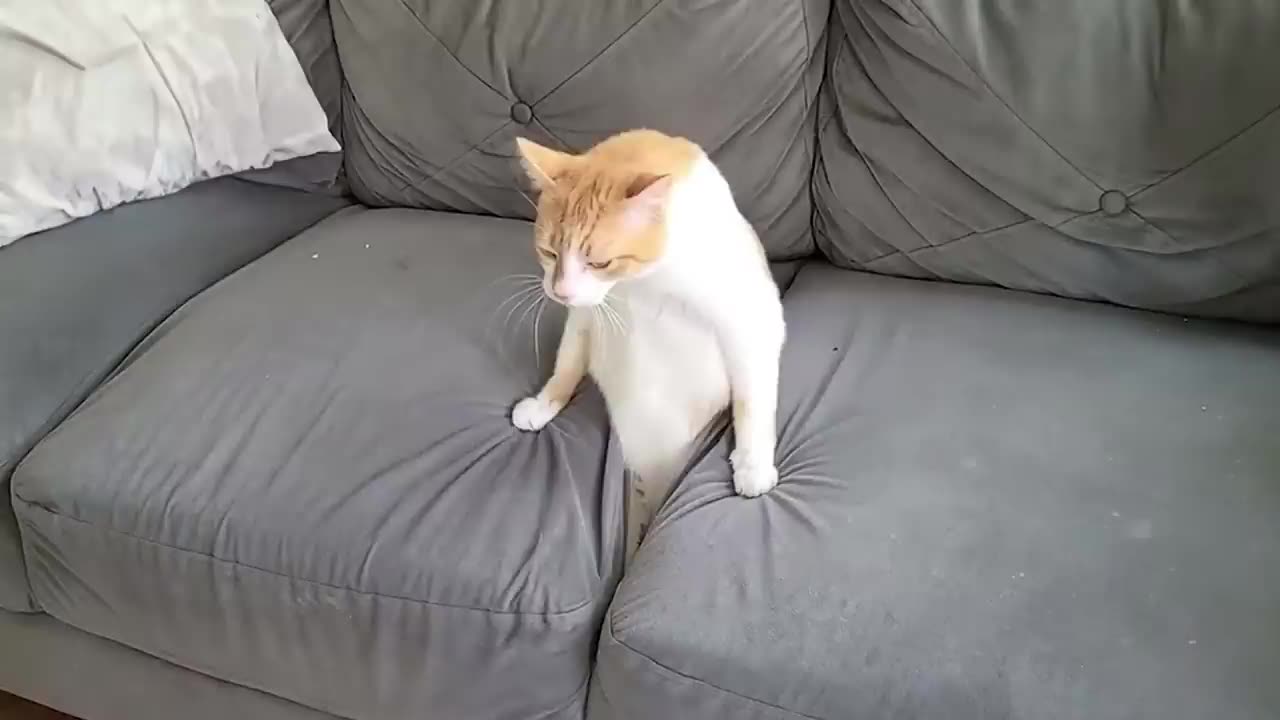 Funny cats video 2024😂 try not to laugh